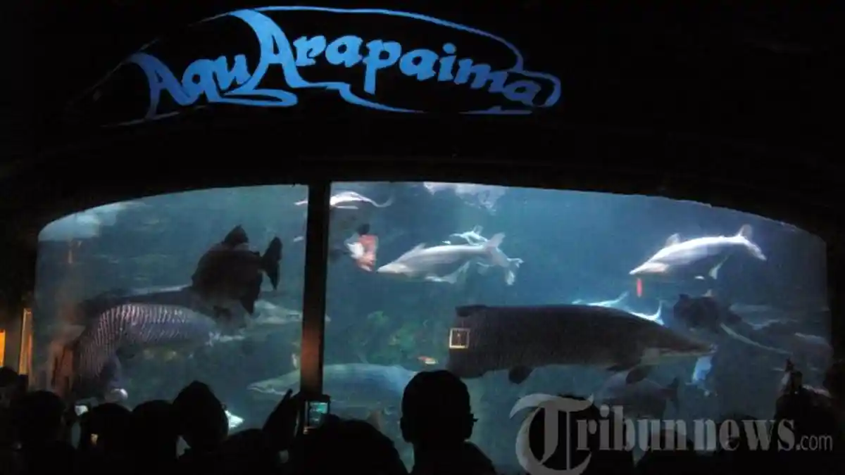 Wisata Edukasi Penyu di Sea World Ancol