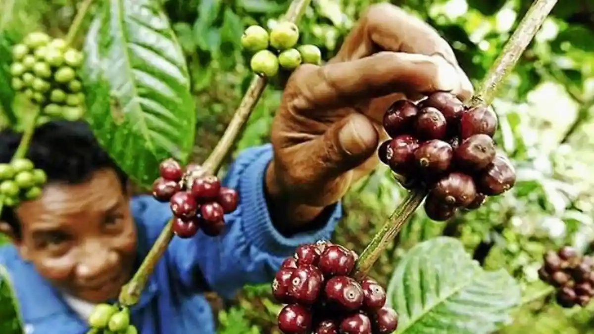 Potensi Perkebunan Kopi Teluk Bintuni Begitu Besar, Ini yang Dilakukan Pemda Agar Kopi Lokal Dikenal