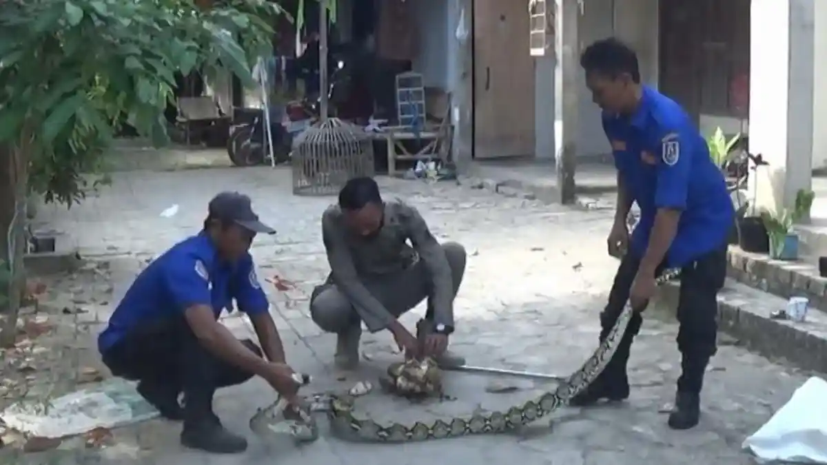 Warga Tuban Heran Temukan Puluhan Telur di Kandang Sapi, Ternyata Ada Ular Piton Mengeram, Berontak