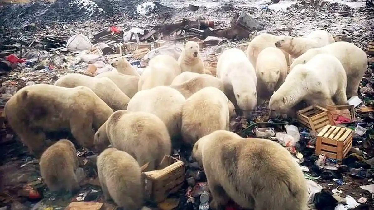 Sebuah Pulau di Rusia Diserbu Beruang Kutub! Invasi Pemukiman Cari Makan, Diumumkan Keadaan Darurat