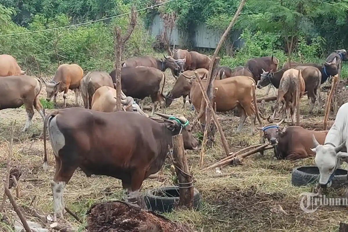 JANGAN Langsung Bayar, Ingat 5 Hal Penting Ini Saat Beli Hewan Kurban untuk Idul Adha Secara Online