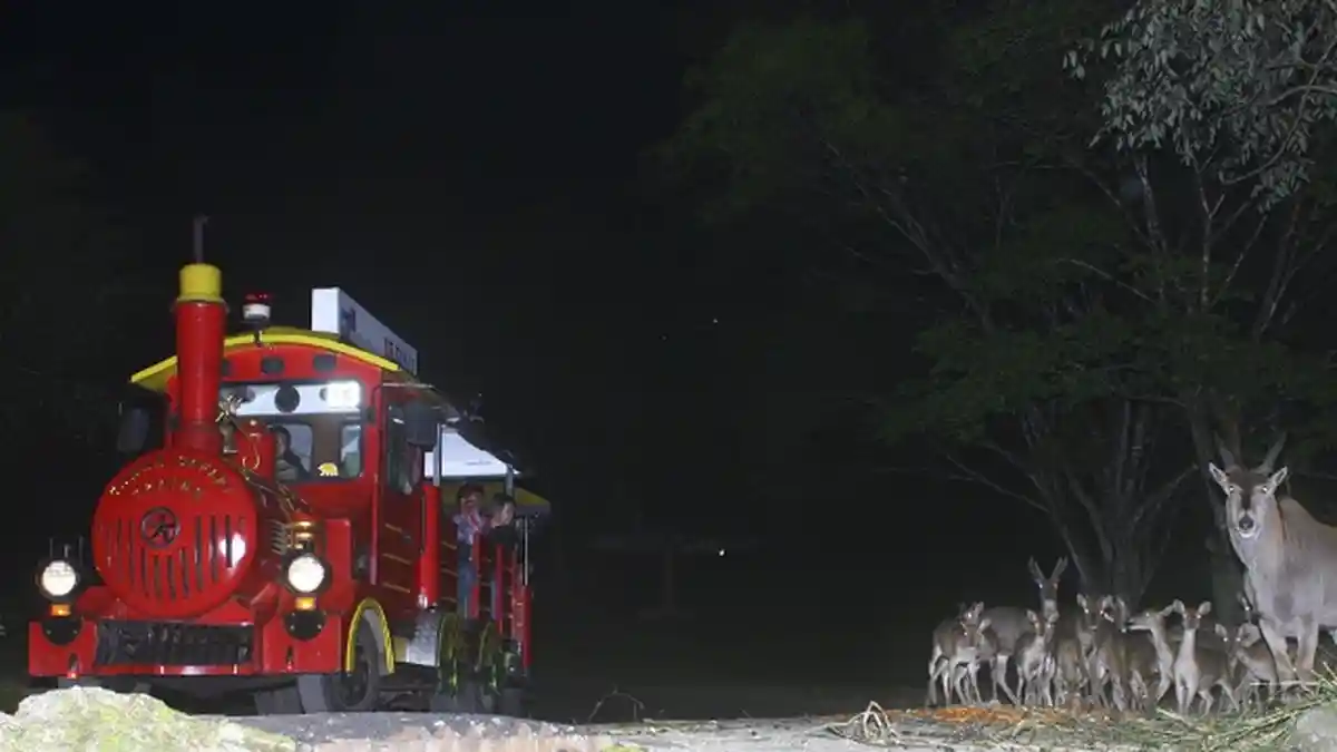Liburan Panjang, Safari Malam di Taman Safari Cisarua Dibuka Nonstop