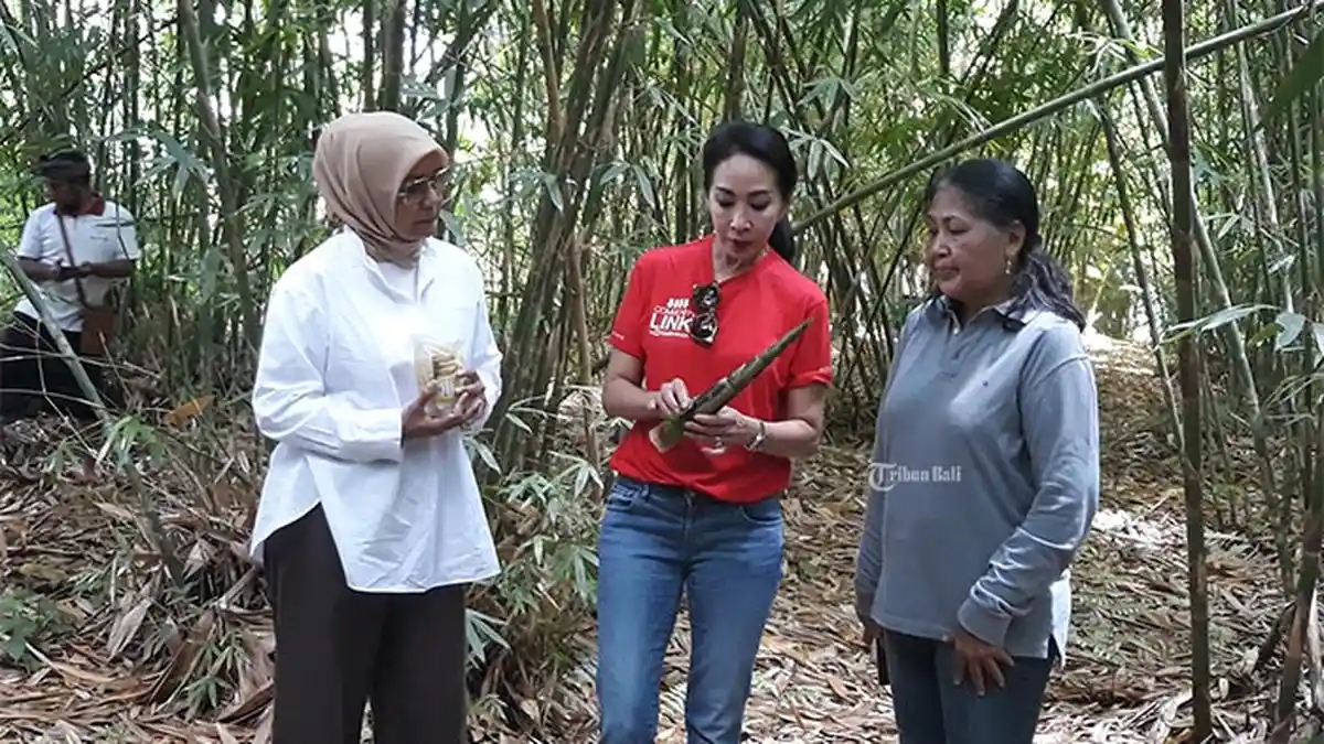 4 Hektar Bambu Tabah Ditanam di Desa Taro Gianyar, Diinisiasi CIMB Niaga dan Yayasan KEHATI
