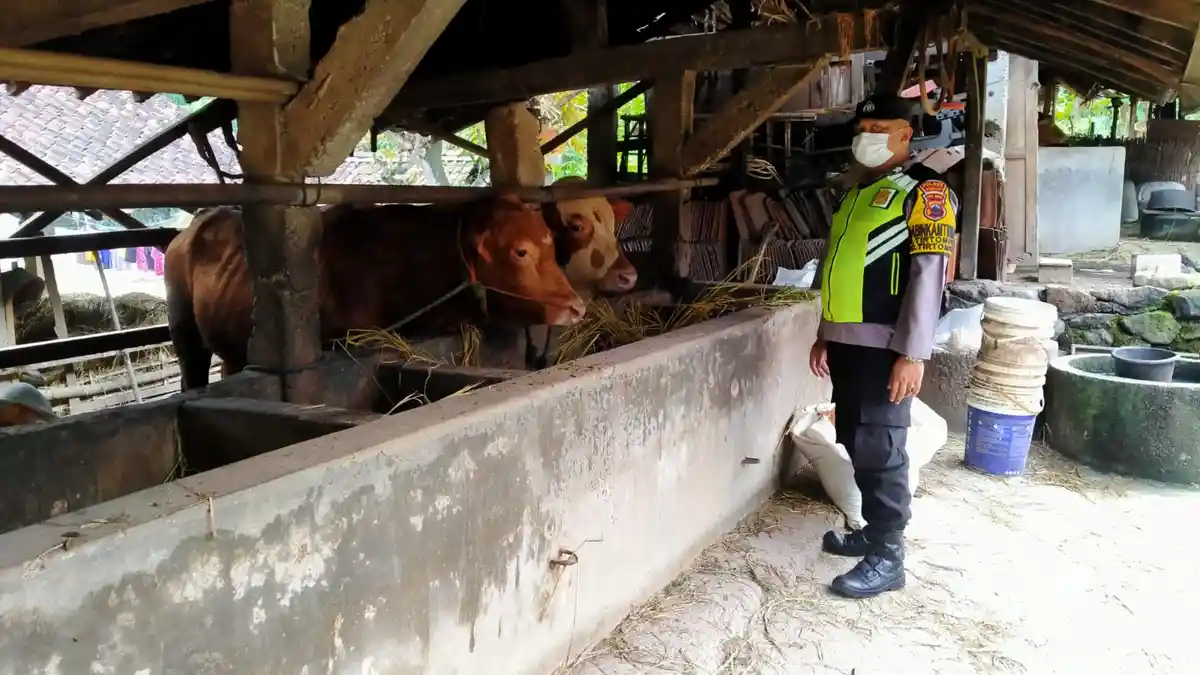 Satu Sapi Terjangkit PMK di Wonogiri Mati, Diduga Mati Akibat Kembung, Langsung Dikubur