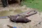 Viral-Video-Warga-Desa-Kolasa-Muna-Sulawesi-Tenggara-Tangkap-Ular-Piton-Usai-Mangsa-Babi-Hutan.jpg