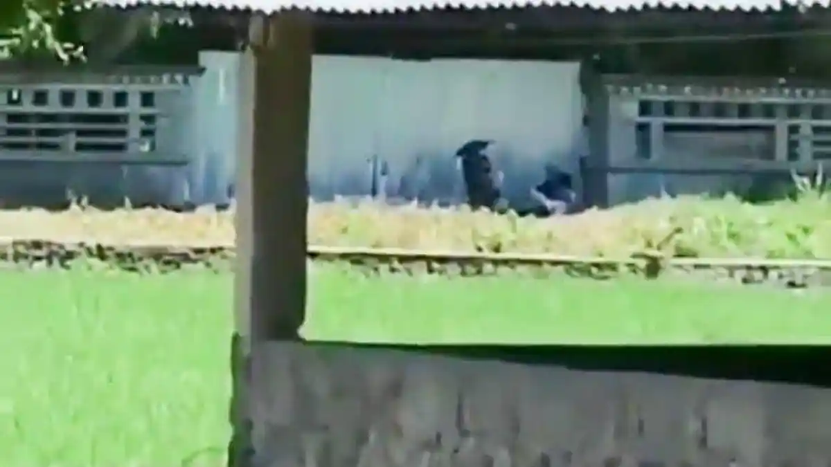 Beredar Video Sepadang Kekasih Berbuat Mesum di Pinggir Sawah, Ini Kata Polisi Karanganyar
