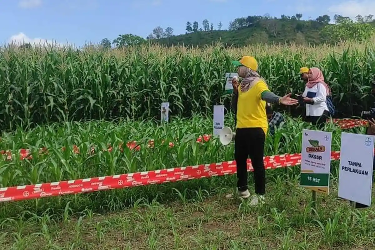 Bupati Dompu Sebut Bioteknologi DK95R Jadi Solusi Kerusakan Lingkungan Akibat Perluasan Lahan Jagung