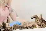 Cari Dokter Hewan di Medan? Ini Daftar Klinik Kucing dan Anjing Terdekat