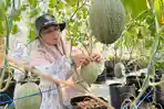 Urban Farming Gen Sobo Farm Kediri Gunakan Sistem Fertigasi Tetes untuk Budidaya Melon