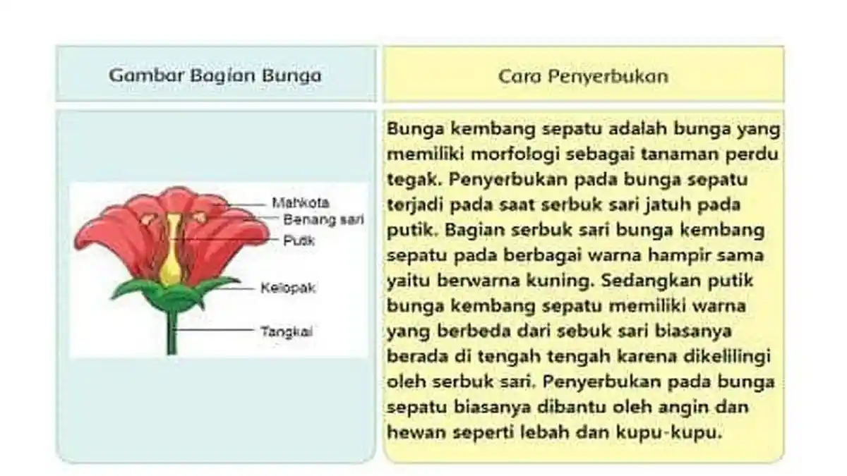 SOAL & KUNCI JAWABAN Tema 1 Kelas 6 SD/MI subtema 1 pembelajaran 1, Cara Penyerbukan Bunga