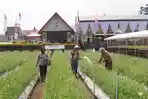 Tekan Biaya Pembenihan,  Petani Bawang Merah Gunakan Metode Pertanian Bawang Melalui TSS