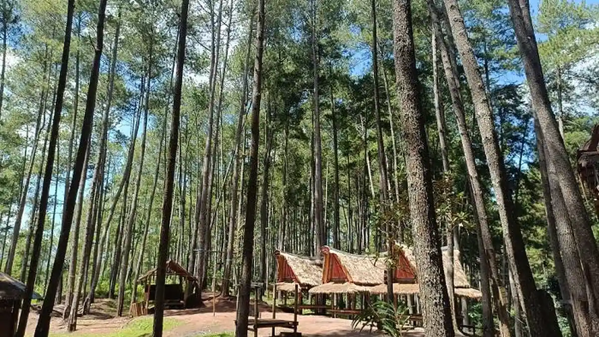 Mengenal Lebih Dekat Objek Wisata Pohon Pinus Buntu Datu, Salah Satu Ikon Tana Toraja
