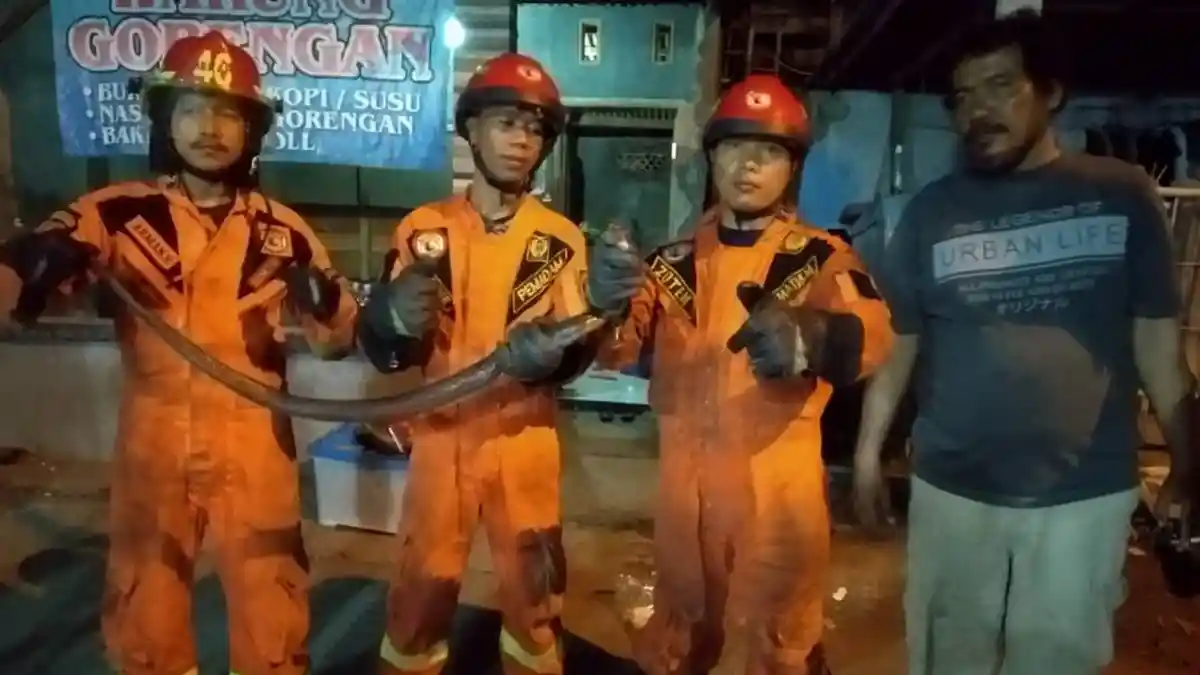 Tak Bisa Tidur Karena Ada Ular di Bawah Kasur, Setelah Ditangkap Ternyata Ular Berbisa