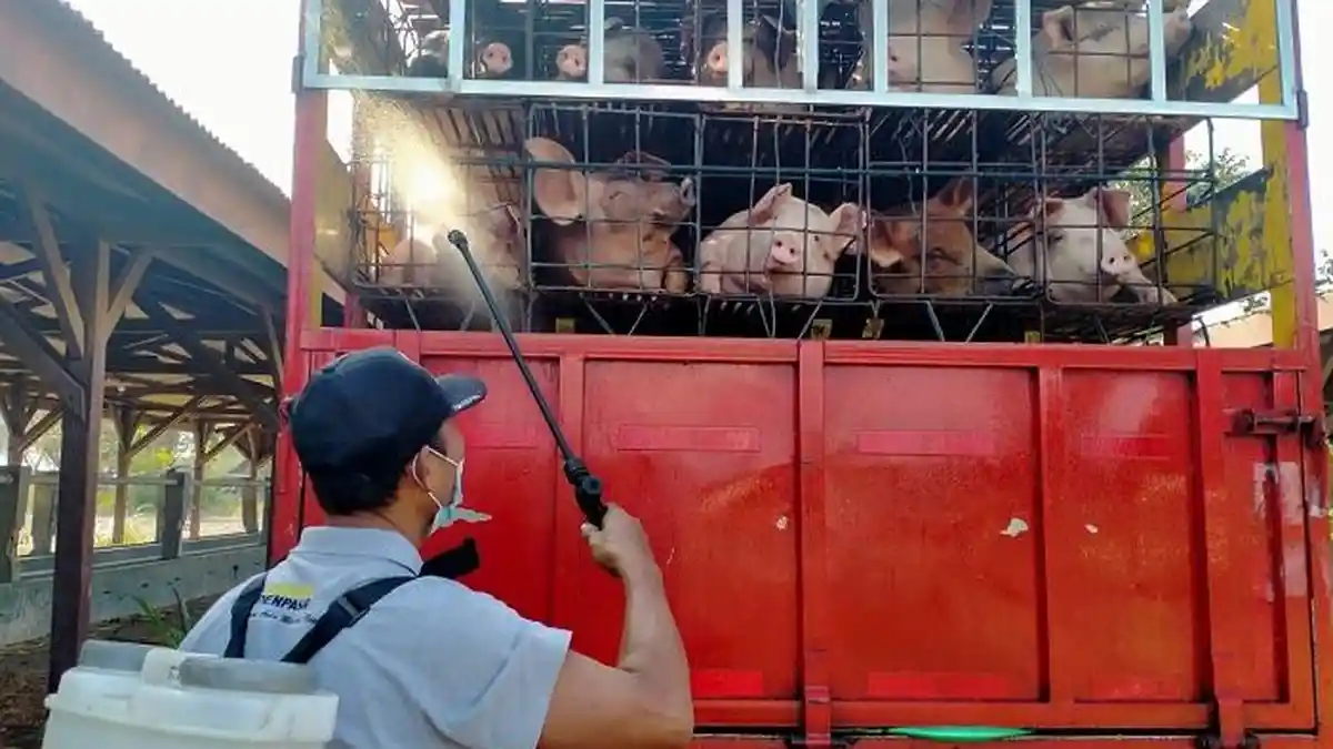 Babi Mulai Dikirim ke Luar Bali, Sudah Ada 6 Rit dengan Isian 70 Ekor