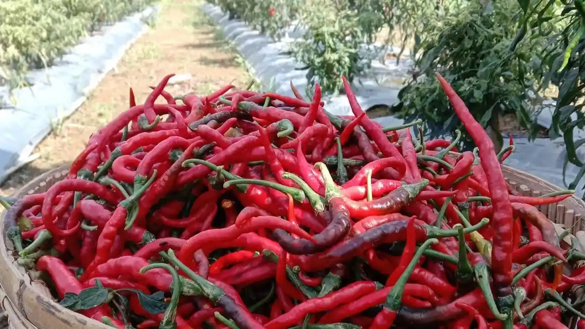 Petani Mulai Panen, Harga Cabai Merah Keriting Turun Lagi di Seluma Bengkulu