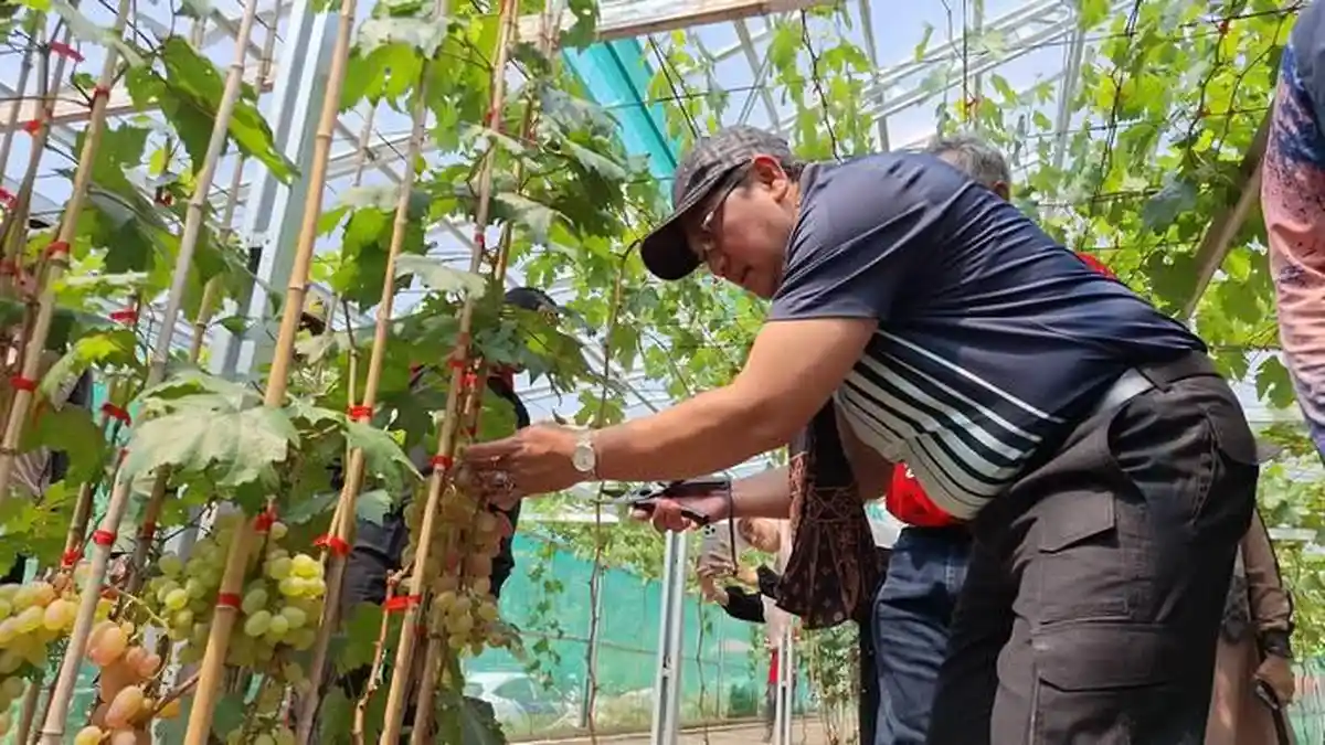 Petik Anggur Sendiri di Kebun Anggur Puncak Rahayu, Tempat Wisata Anyar di Sumedang Resmi Dibuka