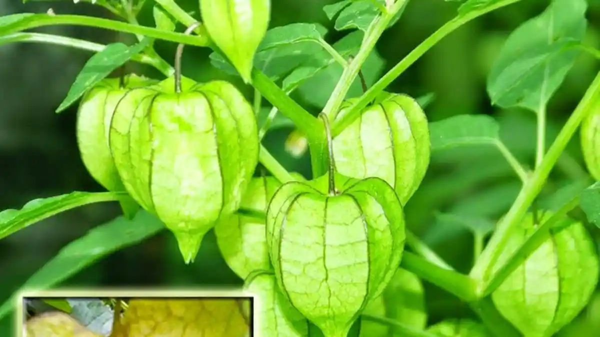Mengapa Harga Buah Ciplukan Sekilo Rp 500 Ribu? Ternyata ini Rahasianya