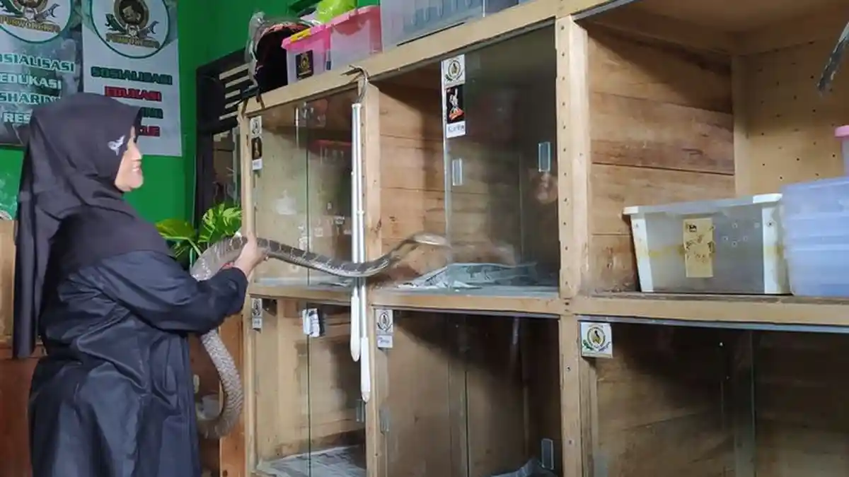 Kisah 'Ratu Ular' yang Sudah Kenyang Dipatuk, Tak Selera Makan saat Koleksi Mati