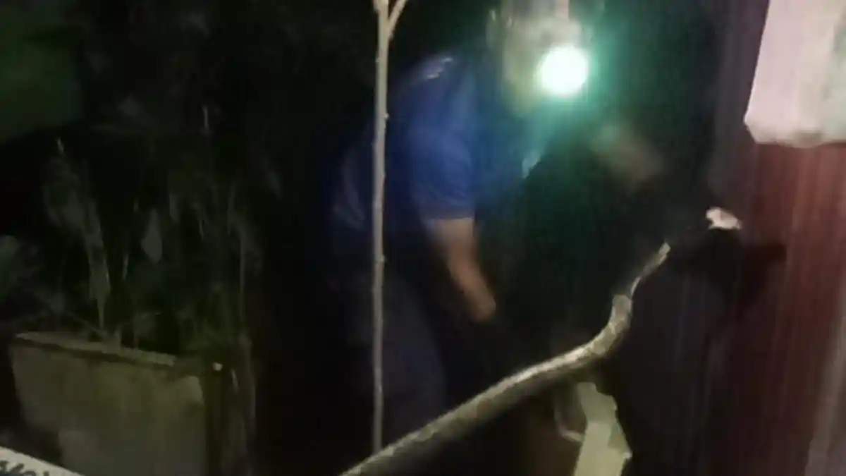 Petugas Damkar Lingga Evakuasi Ular Piton Dua Meter dari Kandang Ayam Warga Batu Kacang