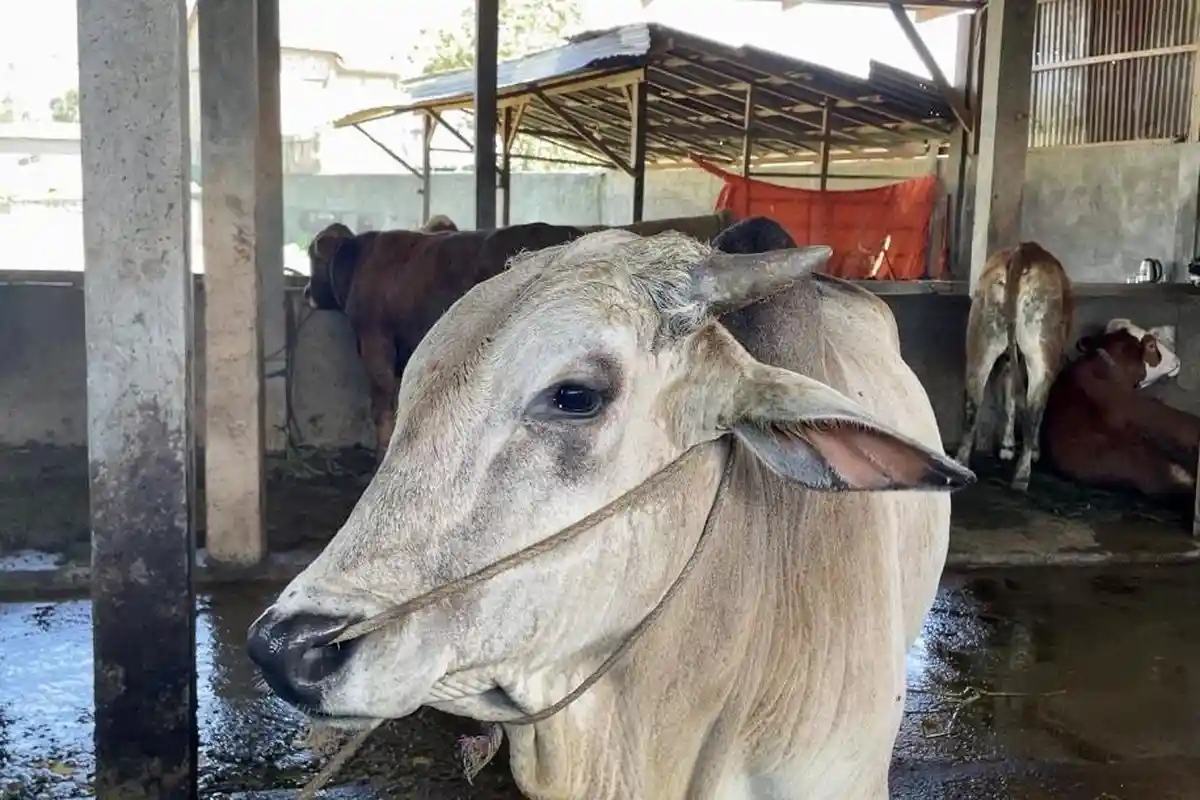 Idul Adha 2024, Gerindra Lampung Kurban 6 Ekor Sapi