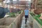kandang-sapi-jumbo-di-blora.jpg