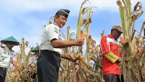 Panen-jagung-di-Lapas-Blitar.jpg