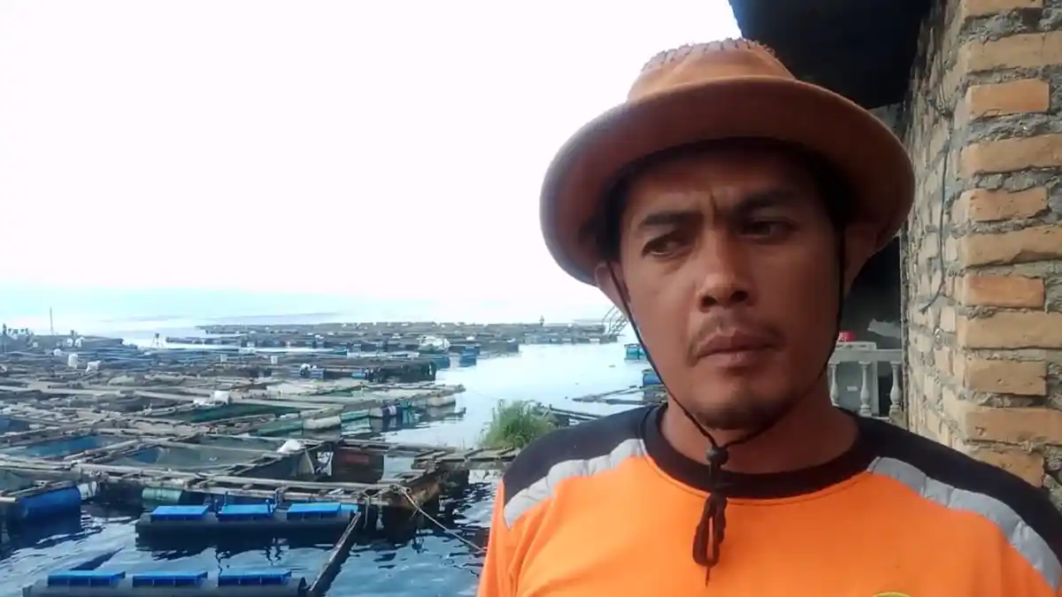 Gara-gara Ikan Red Devil Pemangsa di Danau Toba, Nelayan Alami Kerugian Drastis