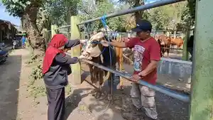 Suasana-pemeriksaan-hewan-sapi-di-Pasar-Hewan-Rojokoyo-Desa-Purwokerto-Kecamatan-Ngadiluwih.jpg