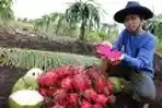 Panen Buah Naga