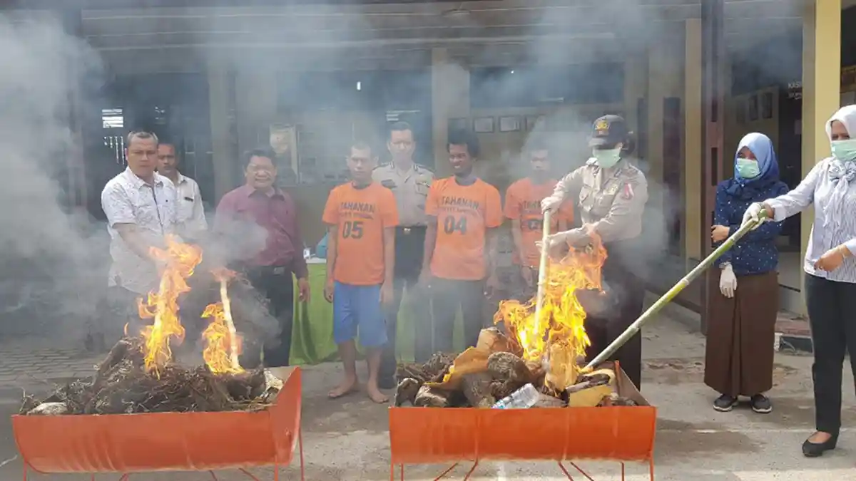 Polsek Sunggal Musnahkan Barang Bukti Ganja Seberat 37 Kilo