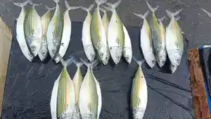 ikan-lema-namlea.jpg
