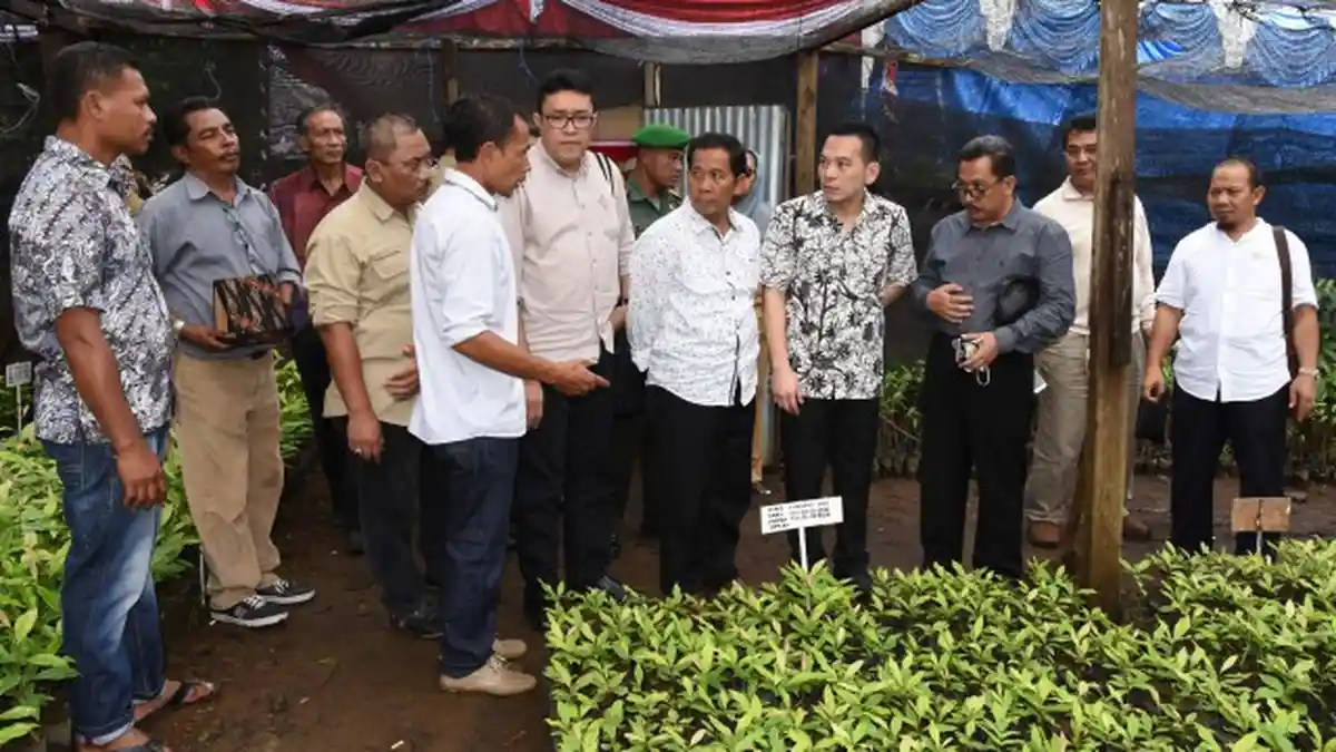 Tahun Ini, Pemkot Maluku Utara Kembangkan Tanaman Jagung Seluas 250 HA