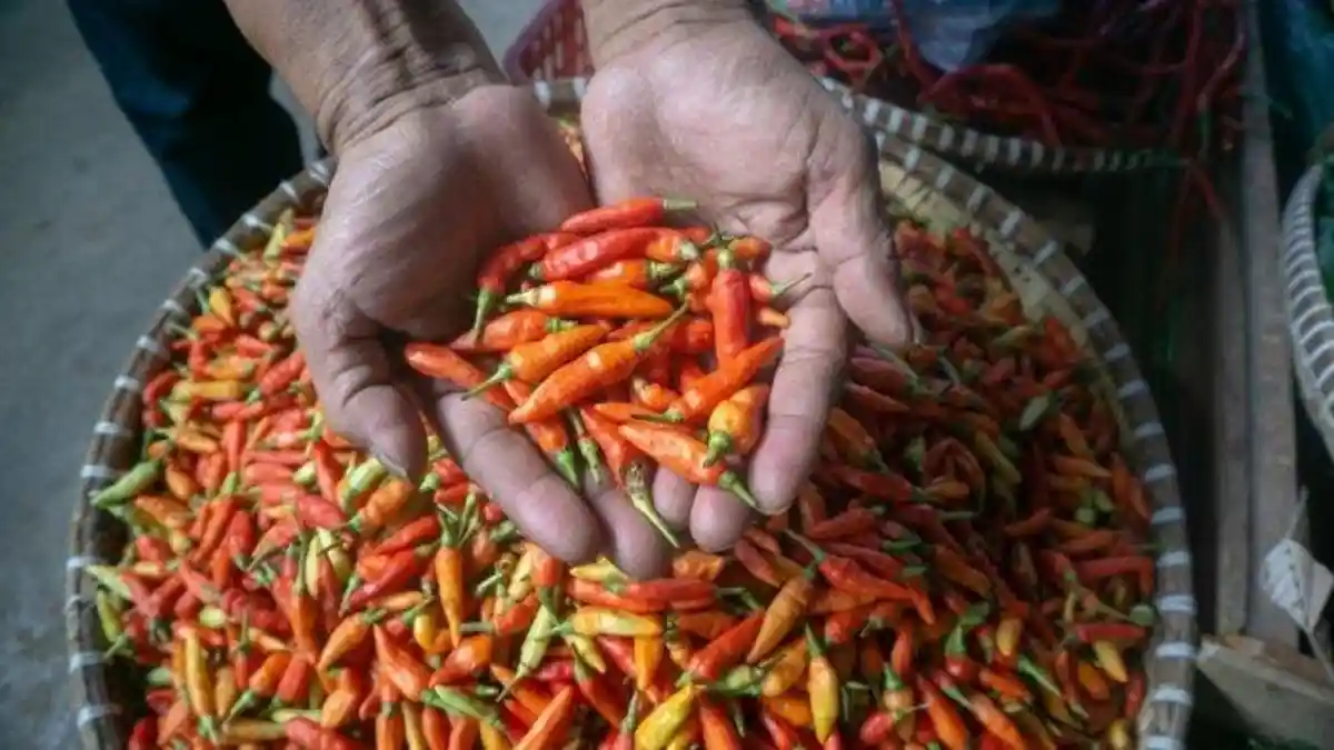 Ingin Cabai yang Anda Beli Tahan Berbulan-bulan, Berikut Tips Menyimpanya yang Benar
