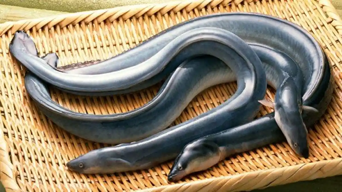 Ini Dia 9 Manfaat Belut untuk Kesehatan, Sumber Protein Berkualitas Tinggi