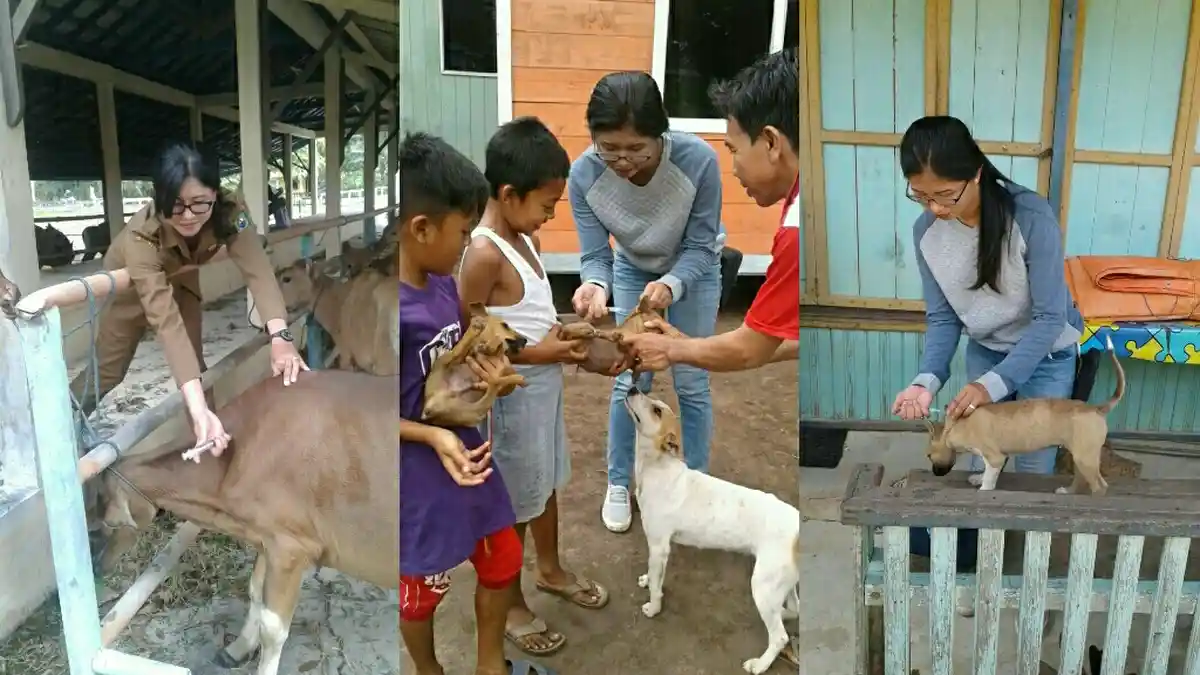 Pernah Digigit Anjing dan Ditendang Sapi, Begini Pengalaman Dokter Hewan Cantik di Kapuas