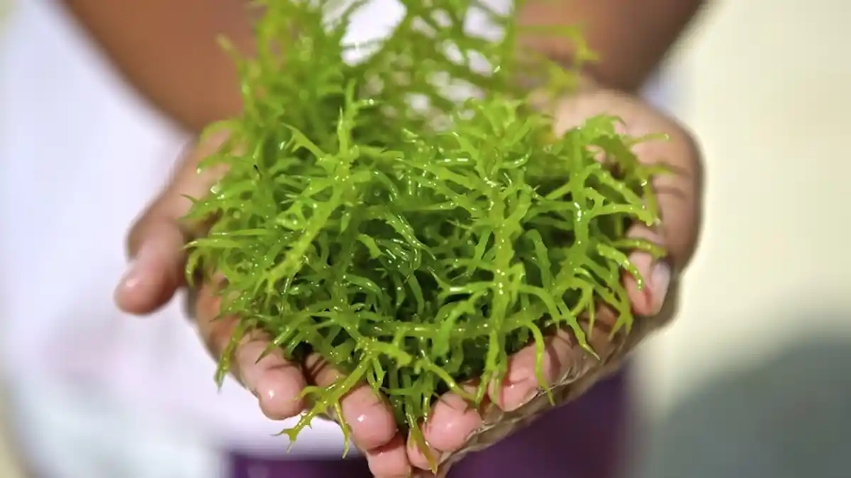 Bisa Diolah Jadi Salad, Kenali Jenis Rumput Laut dan Manfaatnya Untuk Kesehatan