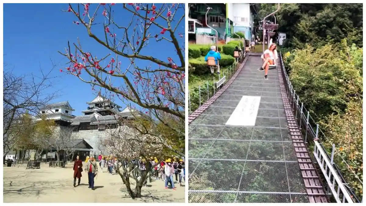 Kastil Matsuyama - Kastil Bersejarah di Jepang dengan 200 Pohon Sakura