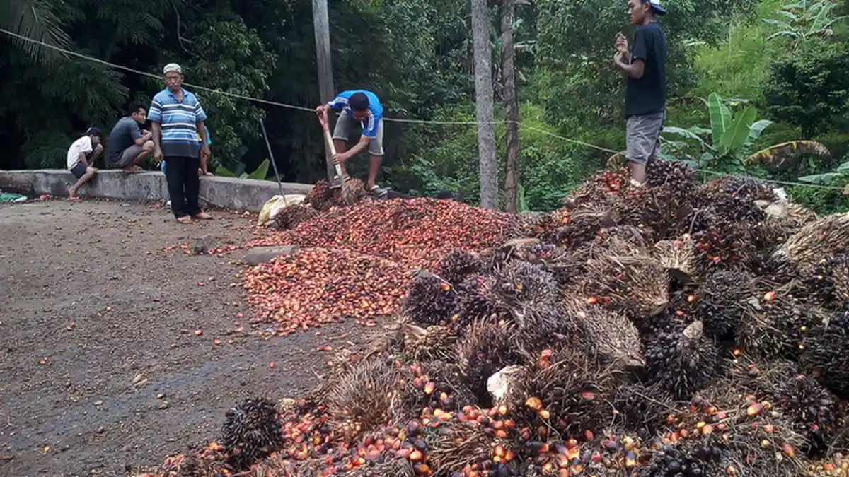 Ini Dampaknya Jika Kepentingan Petani dan Pabrik CPO Difasilitasi Berimbang