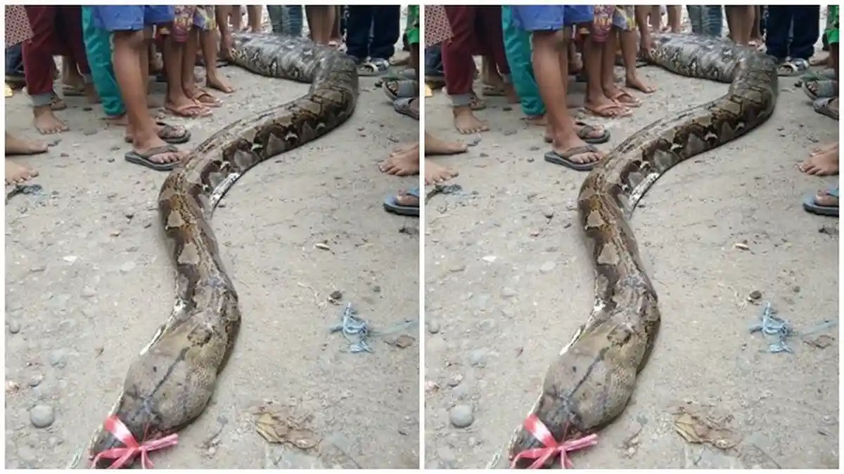 Tangkap Ular Gede Sendirian, Pria Ini Dapat Serangan Tak Terduga