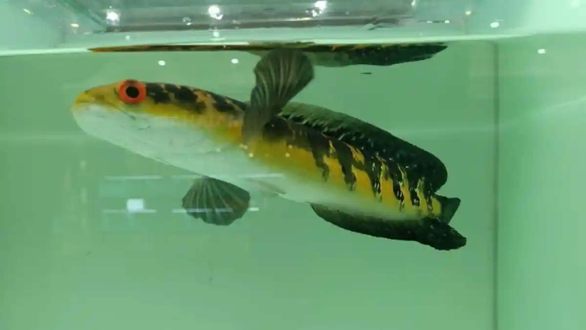 Maru Jambi, Ikan dari Hutan Rawa yang Disukai Kolektor Luar Negeri