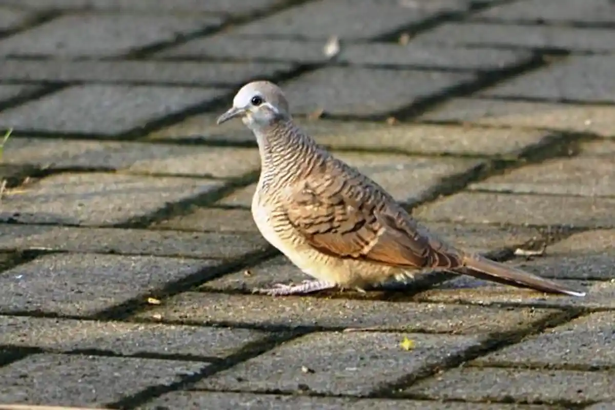 Alasan Memelihara hingga Keunikan Burung Perkutut, Termasuk Ciri, Jenis serta Harganya di Pasaran