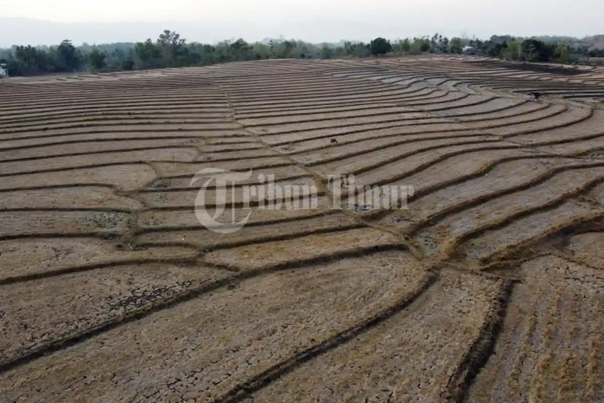 Kekeringan Ekstrem Menghantui Sawah di Desa Mappesangka, Kabupaten Bone - sawah-kekeringan-bone9.jpg