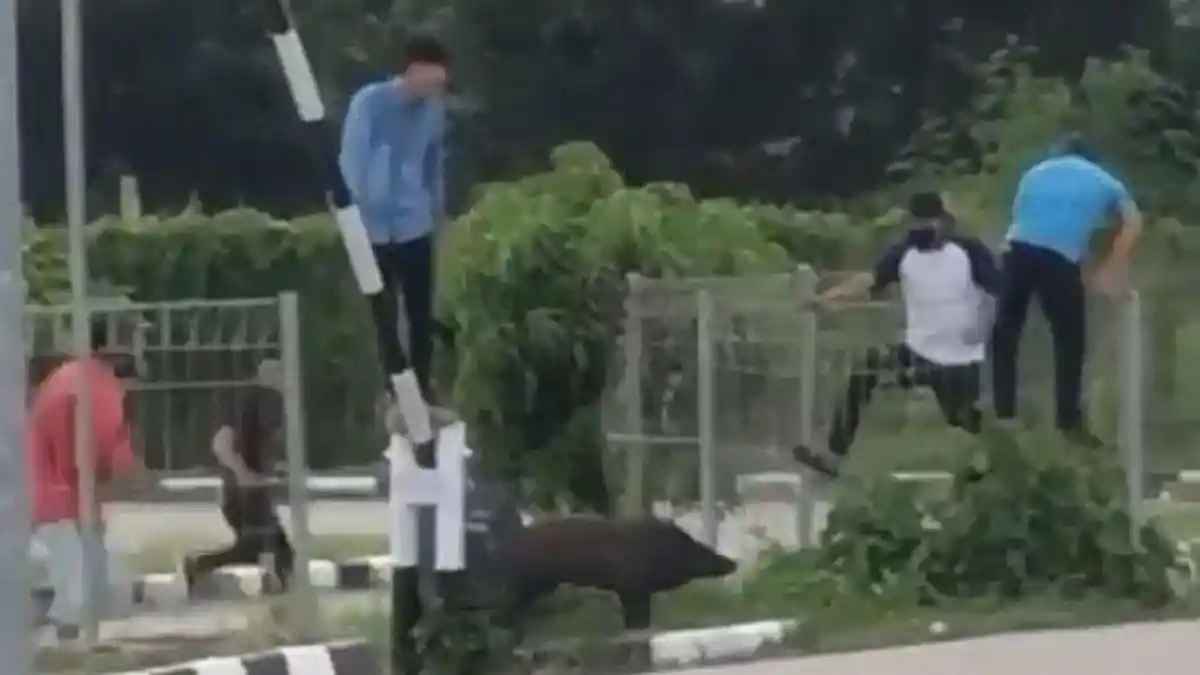 Pengunjung JSC Palembang Dikejar 2 Babi, Orang-orang Panik sampai Panjat Pagar