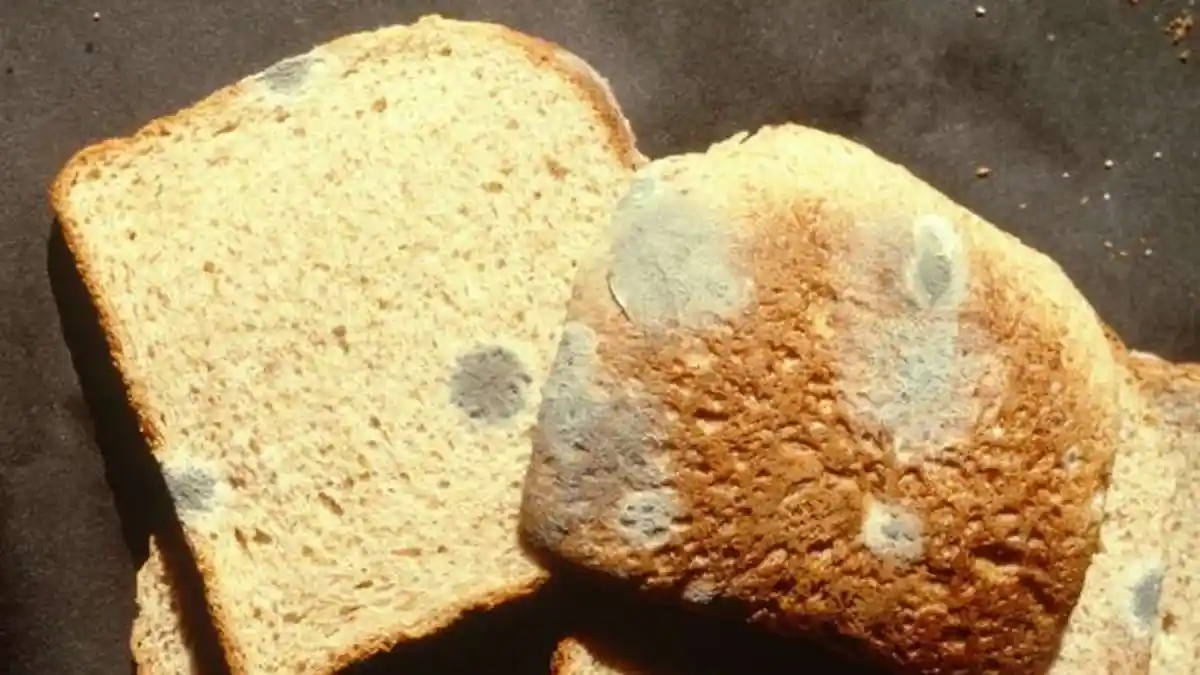Pernah Makan Roti Berjamur? Meski Sudah Dibersihkan Ternyata Masih ...