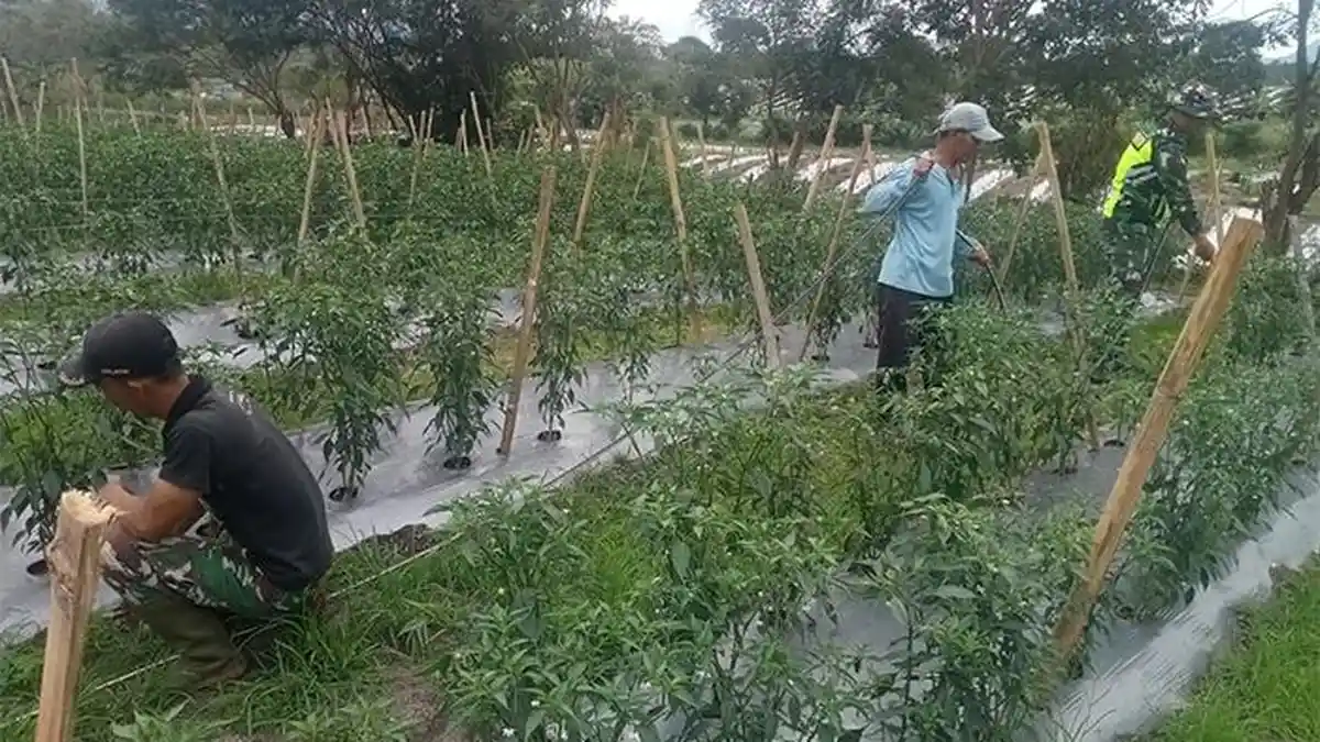 Dukung Program Ketahanan Pangan, Babinsa dari Kodim Bener Meriah Dampingi Petani Tanam Cabai
