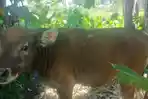 Sapi-yang-akan-dipotong-sebagai-hewan-kurban-di-Kelurahan-Dayanginna.jpg