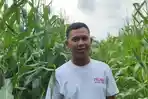 Dampak Cuaca Ekstrem, Jadwal Panen Jagung Hibrida BUMDes Berkah Wali Kabupaten Serang Mundur