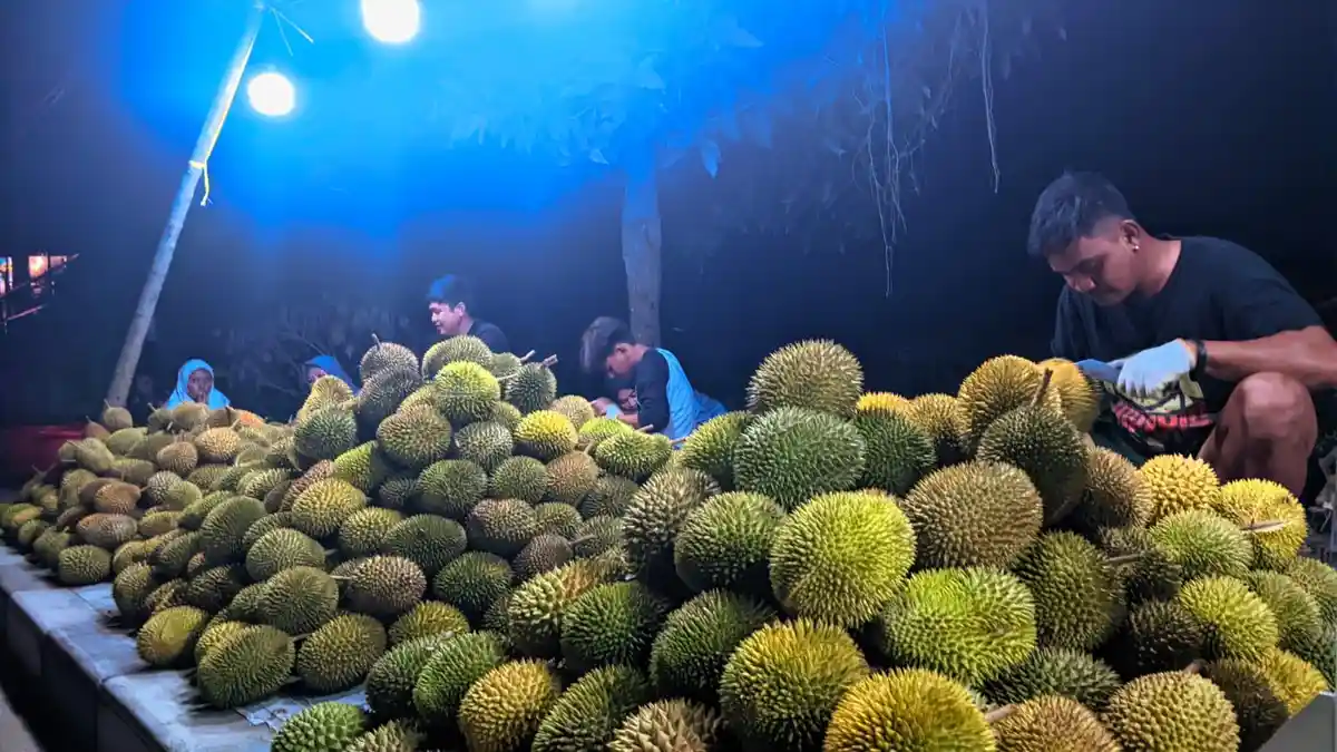 Durian dari Sulawesi Tengah Banjiri Gorontalo, Pedagang Mengaku Suplai 1000 Biji per Hari