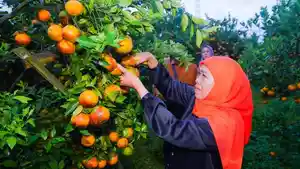 ilustrasi-jeruk-Khofifah-Indar-Parawansa-panen-jeruk-di-kebun-jeruk-di-Desa-Kayu-Kebek-pasuruan.jpg