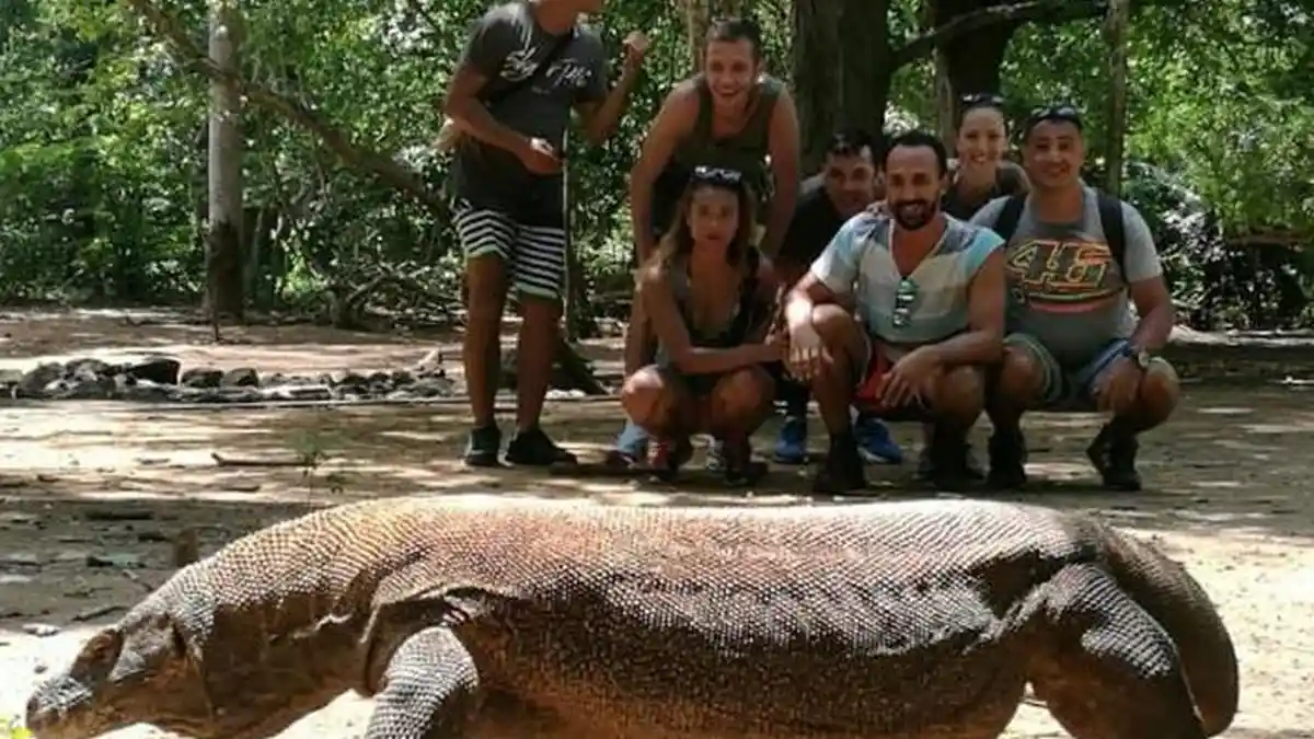 Wisatawan Membludak Bikin Komodo di Taman Nasional Stres? Ini Kata Dinas Pariwisata NTT